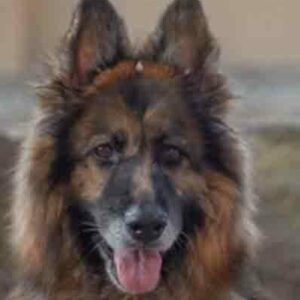 Tout pour Chien