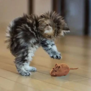 Tout pour le Chat